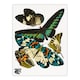 image 3 of Eugene Seguy Framed Wall Art Print Vintage Butterflies Green Blue Home Décor