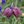 Pinkish-purple, Deep purple, White