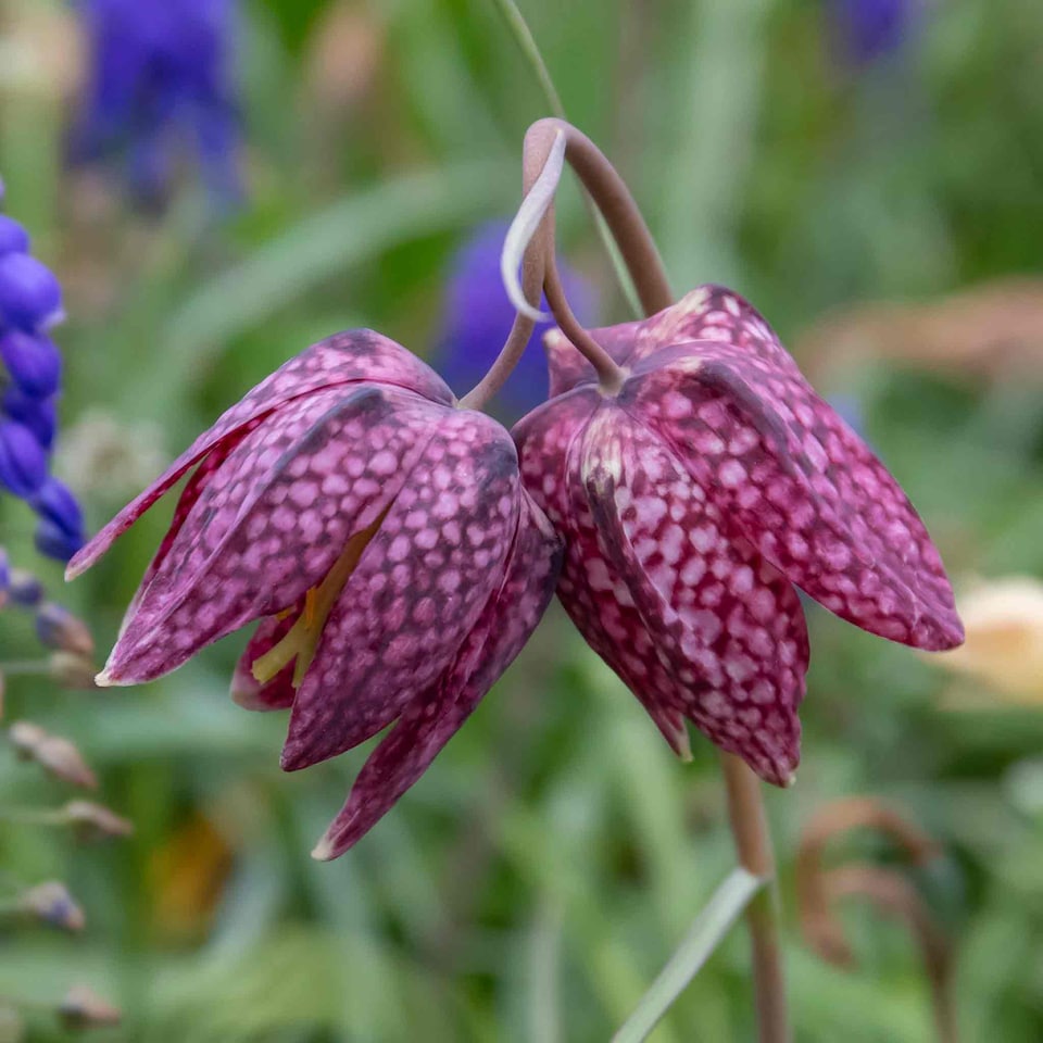 image 1 of Marshalls Garden Snake's Head Fritillary Bulbs (20 Pack)