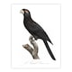 image 1 of The Greater Vasa Parrot Francois Levaillant Huge Wall Art Print 18X24 In