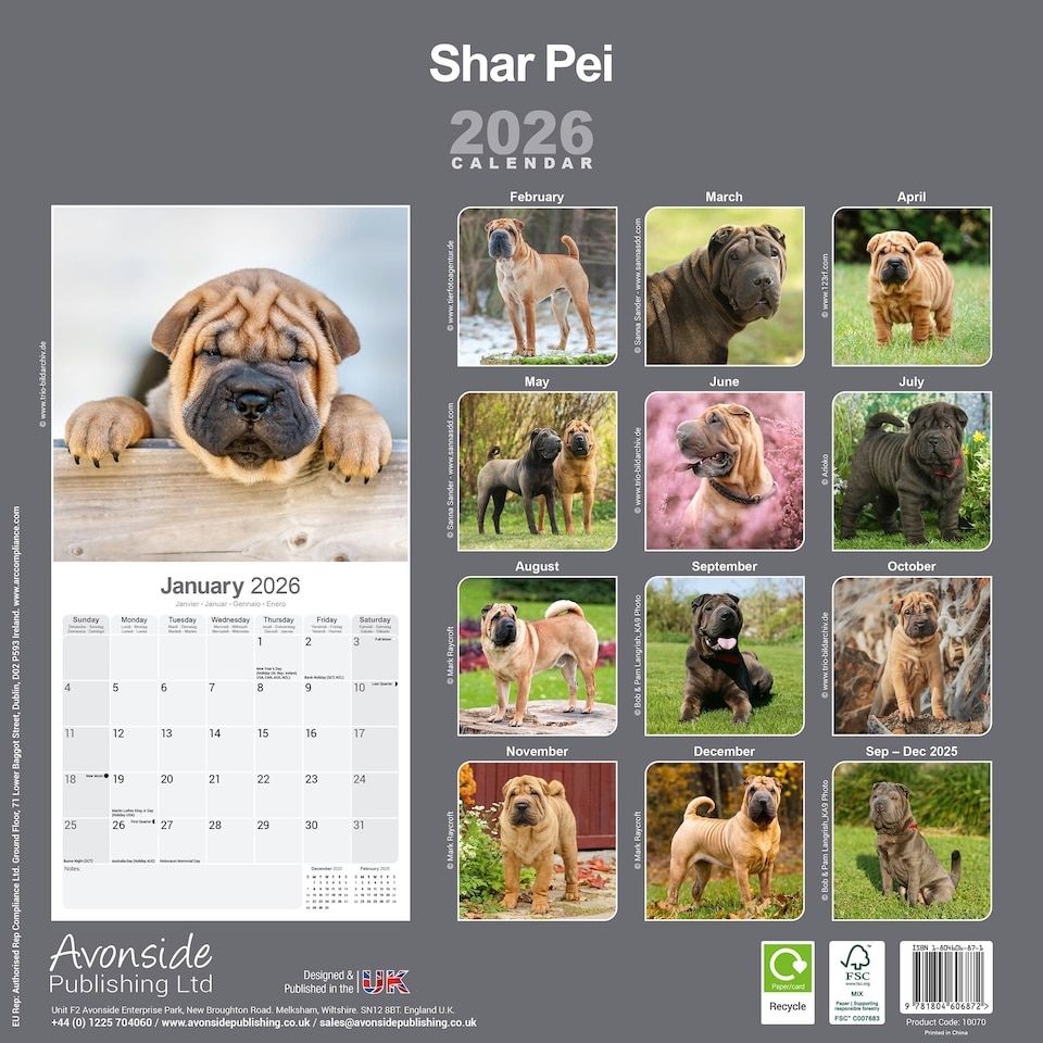 image 1 of Shar Pei 2026 Calendar | Square Wall Calendar | Dog Breed Gift | Plastic Free Packaging | by Avonside Publishing