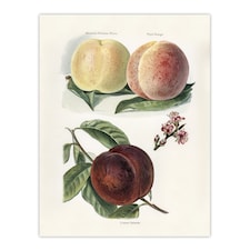 Vintage Illustration of Peach Varieties Wright Huge Wall Art Print 18X24 In