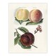 image 1 of Vintage Illustration of Peach Varieties Wright Huge Wall Art Print 18X24 In