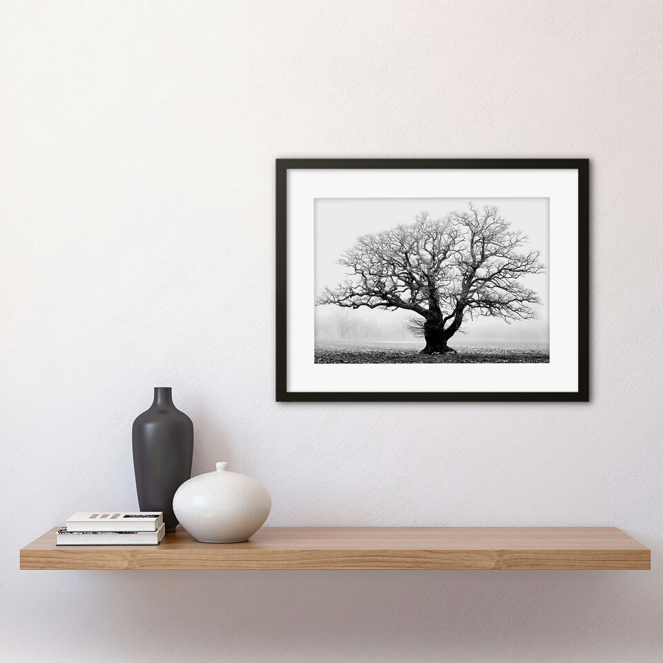 image 1 of Old Oak Tree Black White Mist Fog Photo 12x16" Framed Wall Art Print