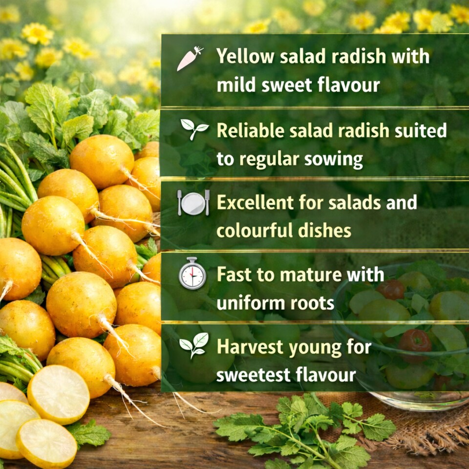 Zlata Yellow Radish - Tesco Groceries