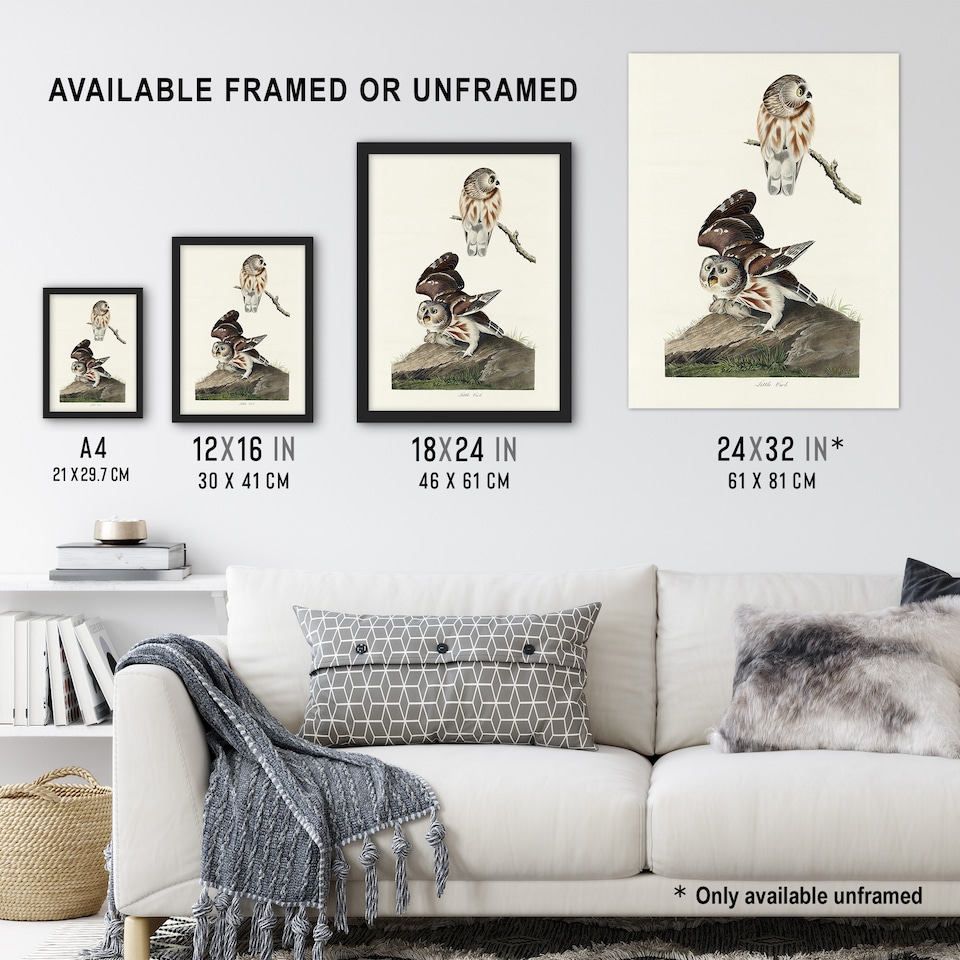 image 1 of Birds Of America Little Owls Audubon Nature Huge Wall Art Print 18X24 In