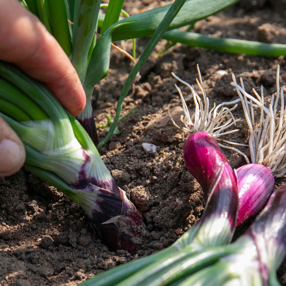 image 1 of Marshalls Garden Spring Red Onion Seeds 'Lilia' 500 seeds