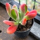 image 1 of 1 x Kalanchoe Oricula in 8.5cm Pot - Easy Care Indoor Houseplant