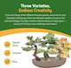 image 4 of Grow Your Own Bonsai Kit - Traditional Trio - Pine, Sweetgum & Larch with Slate & Propagator | Multi | Trio Bonsai | 1