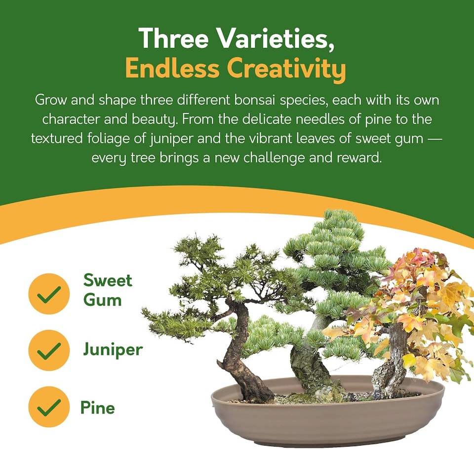 image 1 of Grow Your Own Bonsai Kit - Traditional Trio - Pine, Sweetgum & Larch with Slate & Propagator | Multi | Trio Bonsai | 1