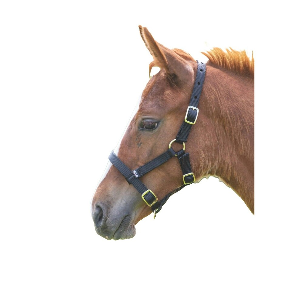 Shires Foal Headcollar - Black - Foal/Mini