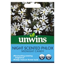 Night Phlox Midnight Candy | Multi | Green, White, Yellow, Purple | Flower Seeds | 1