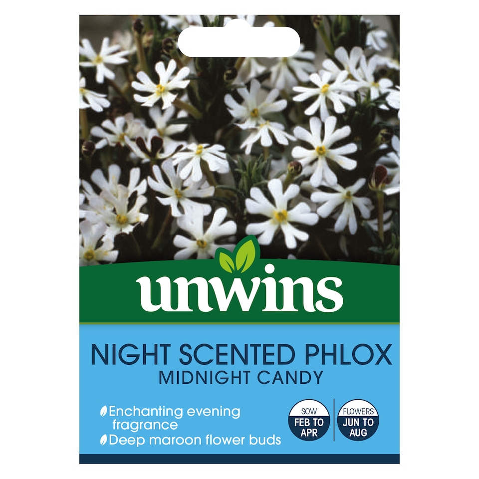 image 1 of Night Phlox Midnight Candy | Multi | Green, White, Yellow, Purple | Flower Seeds | 1