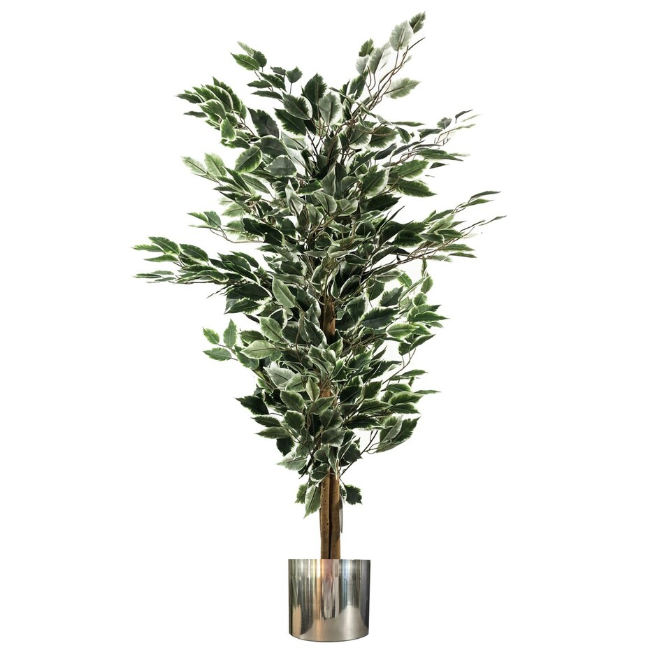 image 1 of 130cm Variegated White/Green Bushy Ficus Tree Silver Metal Planter