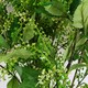 image 2 of 85cm Artificial Green Foliage Spray