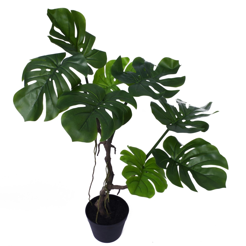image 1 of Artificial Monstera Plant Twisted Cheese Plant 70cm Leaf Design UK Realistic Botanik