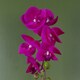image 2 of 46cm Artificial Orchid Dark Pink / Gold