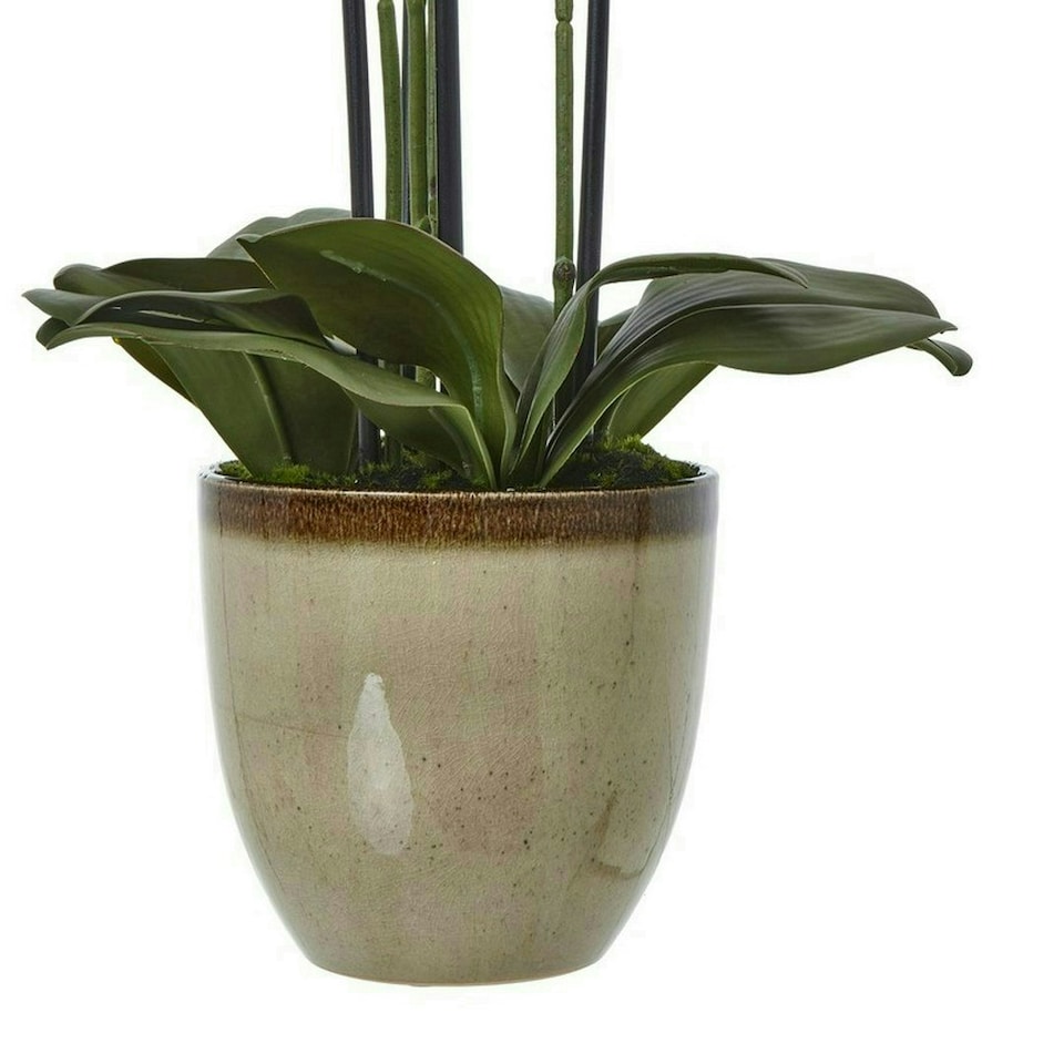image 1 of Extra Large Orchid in Pot - Plastic/Ceramic - L50 x W62 x H77 cm - Green