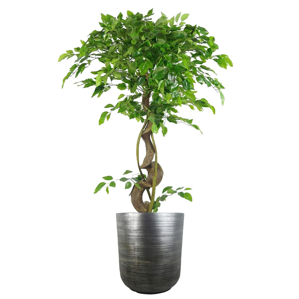 image 1 of 39cm x 33cm Coya Silver Ridged Planter Large Composite Plant Pot