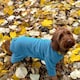 image 3 of Four Legged Dog Fleece - XXL / Teal Blue | XXL