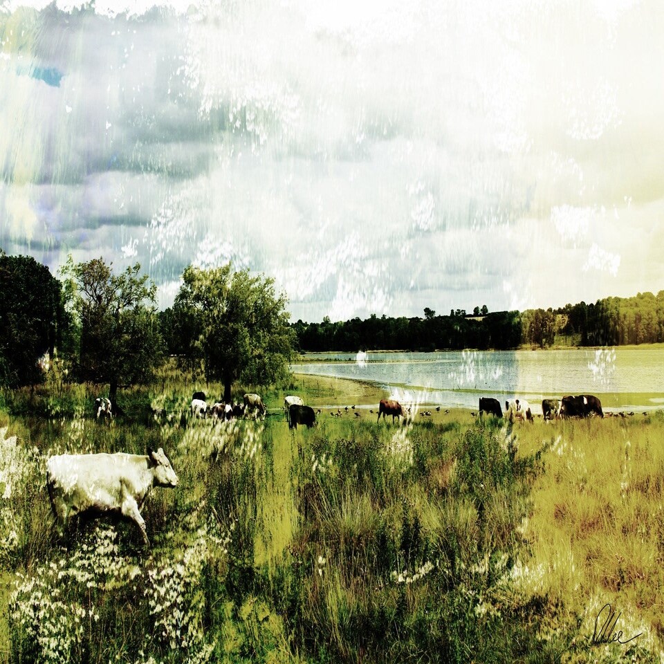 image 1 of Vintage Cow (Canvas Print) 44" x 30"