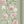 Sage Green/Pink