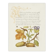 Daffodil Flower and Oak Acorns Calligraphy Huge Wall Art Print 18X24 In