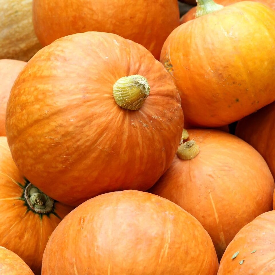 image 1 of Justynka Pumpkin Seeds - Sweet Edible Hardy UK Autumn Harvest Vegetable Garden Plant