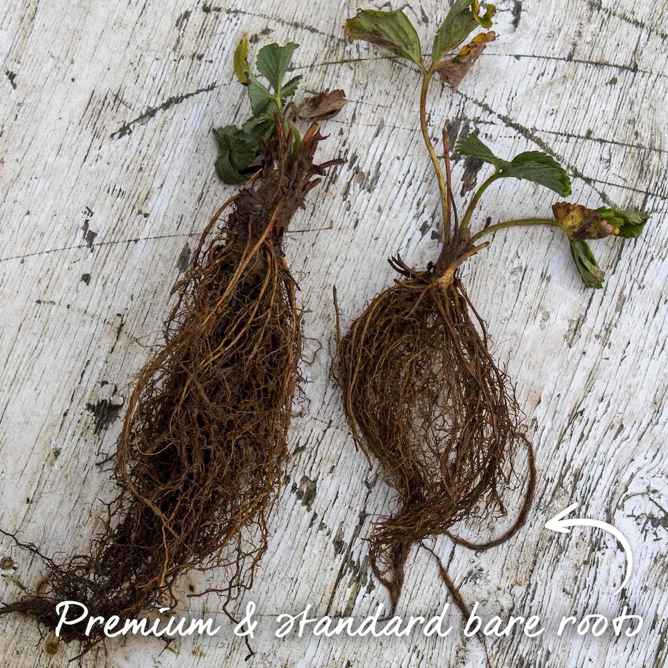 image 1 of Marshalls Garden Strawberry 'Malling Centenary' Premium 10 bare-Root Plants