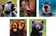 image 1 of National Geographic Photographic Animals Pack of 10 in 5 Designs Birthday Thank You Blank Cards