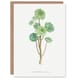 image 1 of Pierre-Joseph Redouté Art Card Tree Houseleek Succulent