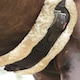 image 10 of LeMieux Integrated Dressage Girth Black | 65cm