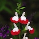 image 2 of Salvia Hot Lips 9cm Potted Plant x 3