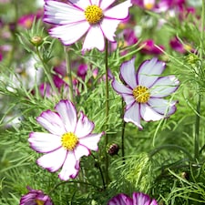 Marshalls Garden Cosmos Seeds 'Tip Top Picotee' | White | Pink, White | Flower Seeds