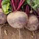image 4 of Marshalls Garden Beetroot 'Pablo' 12 plug plants | Red | Red and Purple