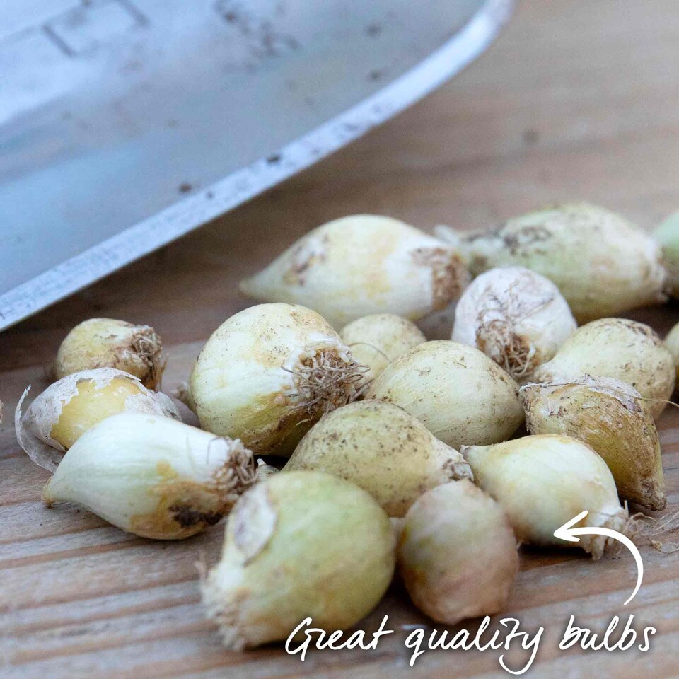 image 1 of Marshalls Garden Allium 'Caeruleum' Bulbs 20-Pack