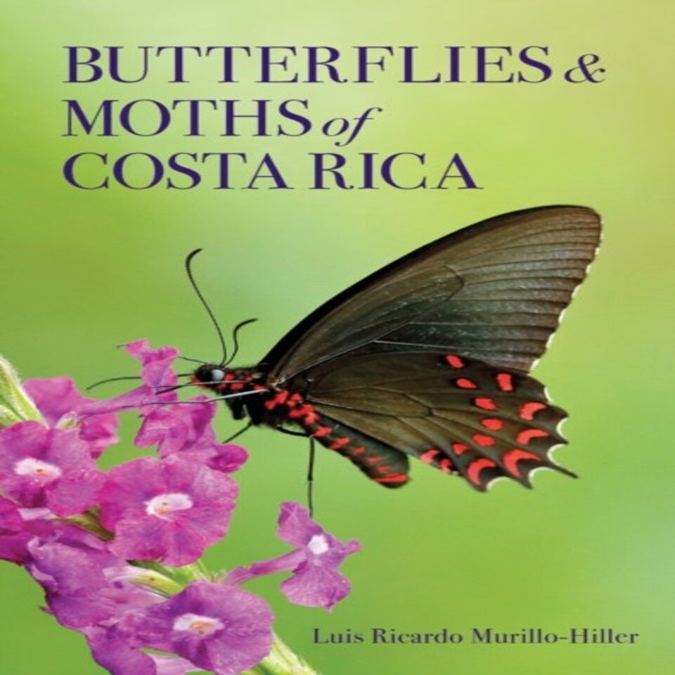 Butterflies & Moths Of Costa Rica