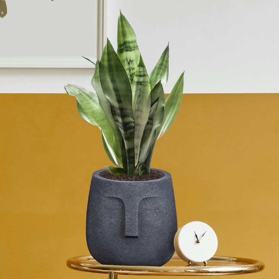 image 1 of Textured Concrete Effect Washed Black Oval Face Planter Indoor L30.5 D29.5 H29.5 cm, 13.9 ltrs Cap.