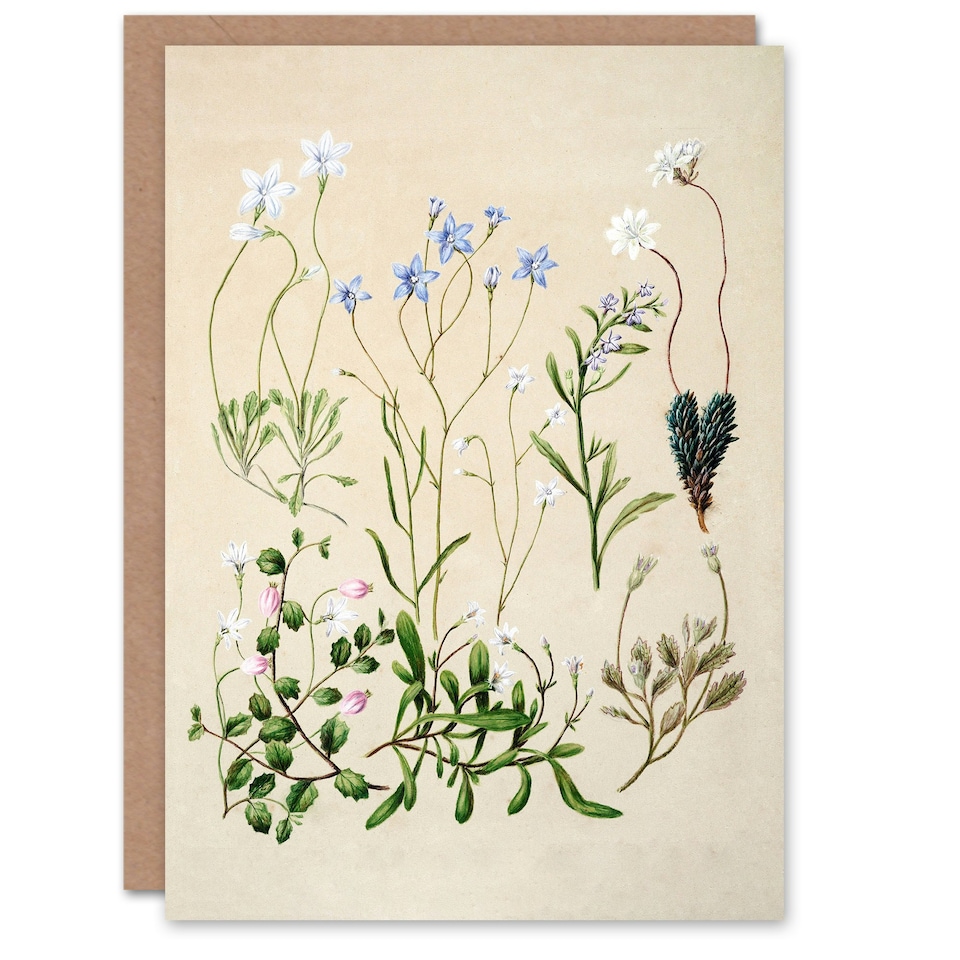 image 1 of Sarah Featon Art Card New Zealand Perennial Wild Flowers