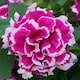 image 4 of Marshalls Garden Petunia Tumbelina Anna 6 plug plants