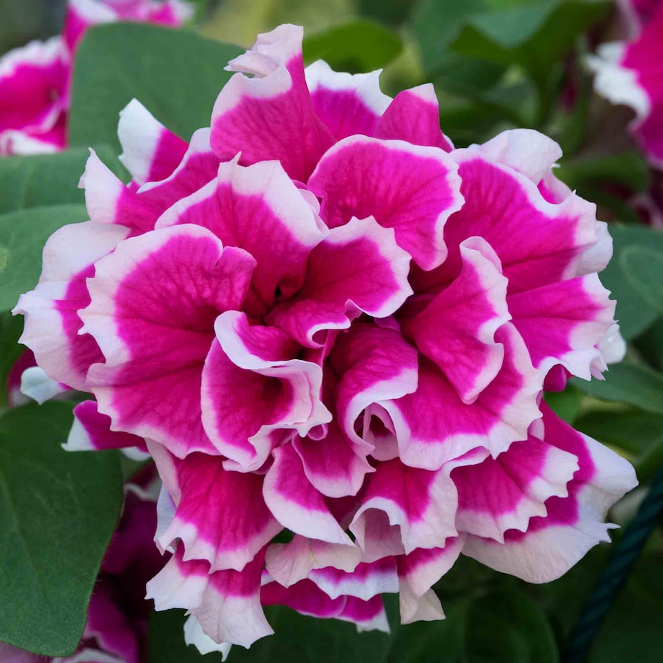 image 1 of Marshalls Garden Petunia Tumbelina Anna 6 plug plants