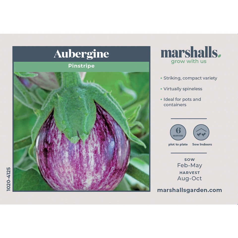 image 1 of Marshalls Garden Aubergine Seeds Pinstripe, Compact White-Striped Variety 8 seeds