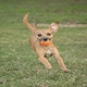 image 3 of Chuckit! Tennis Ball Dog Toy Small 2pk