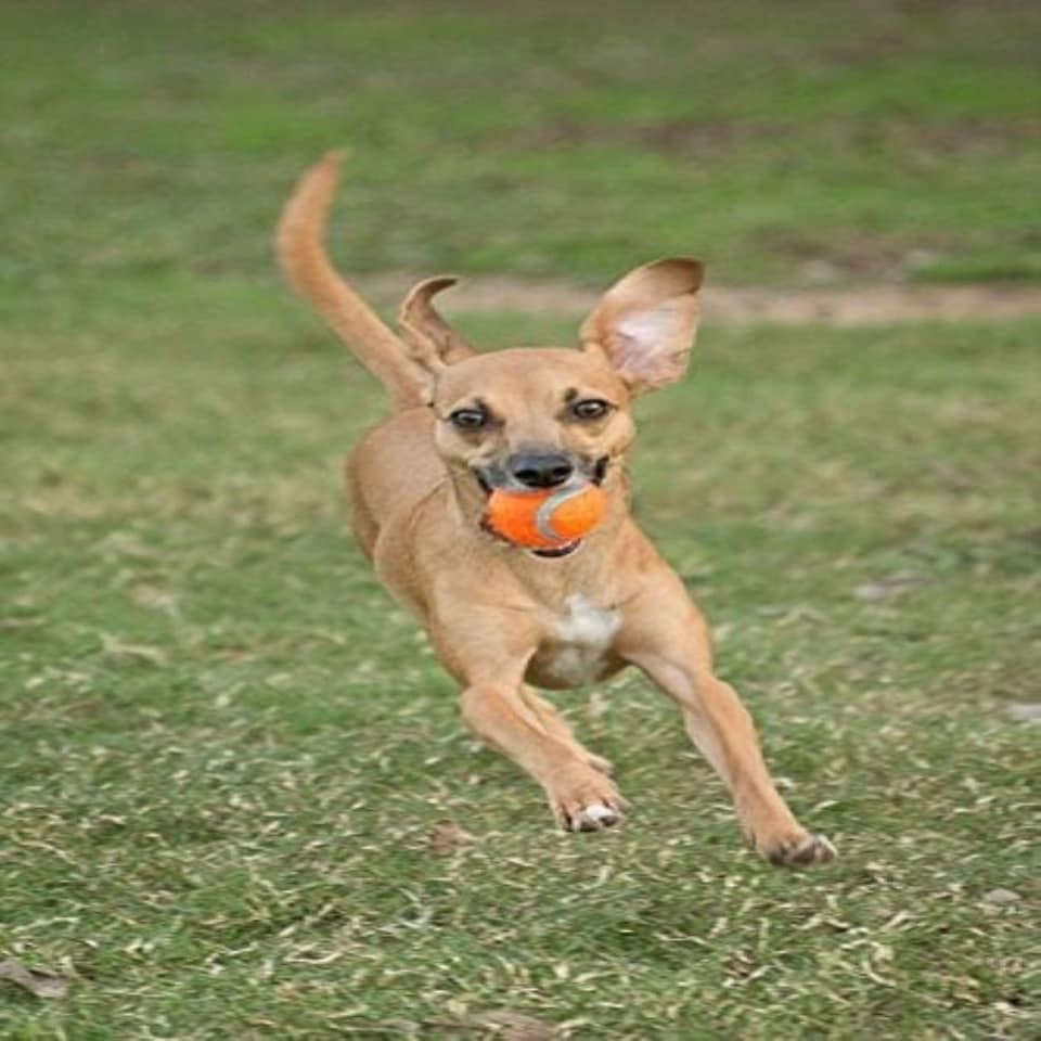 image 1 of Chuckit! Tennis Ball Dog Toy Small 2pk