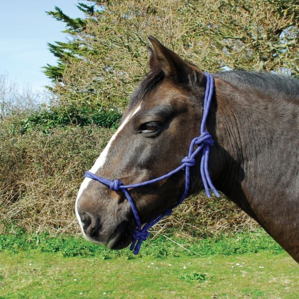 Rhinegold Rope Halter Blue | Size: Pony
Colour: Royal Blue