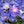 Pink, Purple, Blue, White