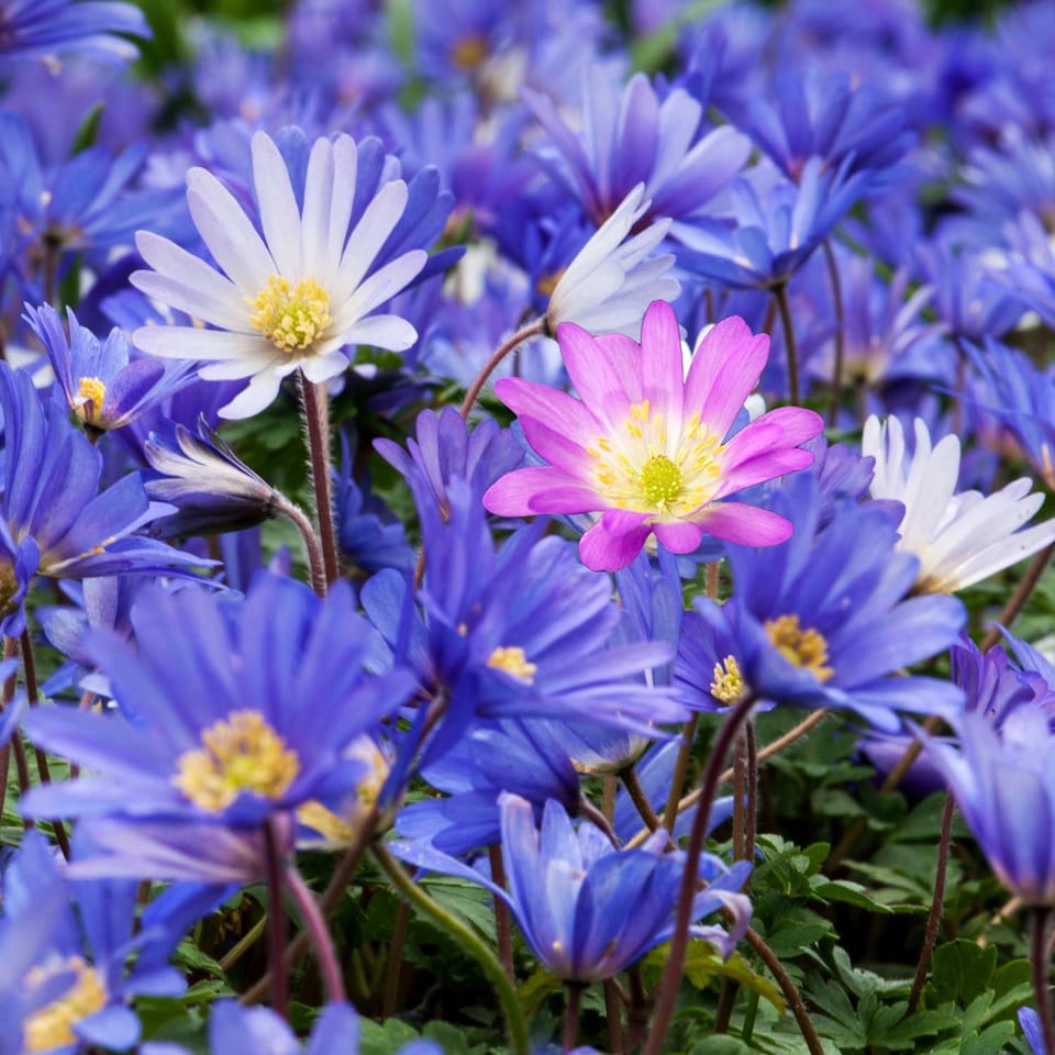 image 1 of Marshalls Garden Anemone Corms 'Blanda Mixed' 50 Corm Pack