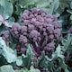 image 2 of Broccoli Tyrian F1 Hybrid - Sweet Purple Stems Quick Growing High Flavour Calabrese Vegetable 1x Seed Packet