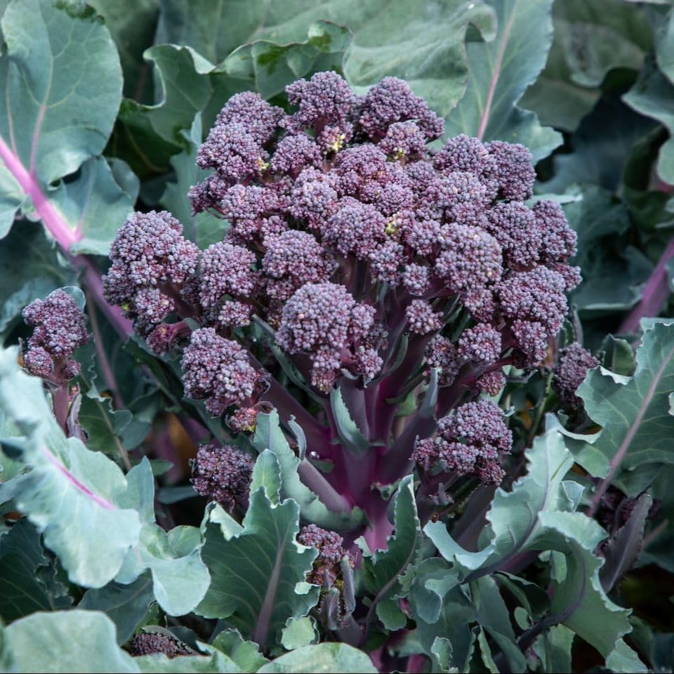image 1 of Broccoli Tyrian F1 Hybrid - Sweet Purple Stems Quick Growing High Flavour Calabrese Vegetable 1x Seed Packet