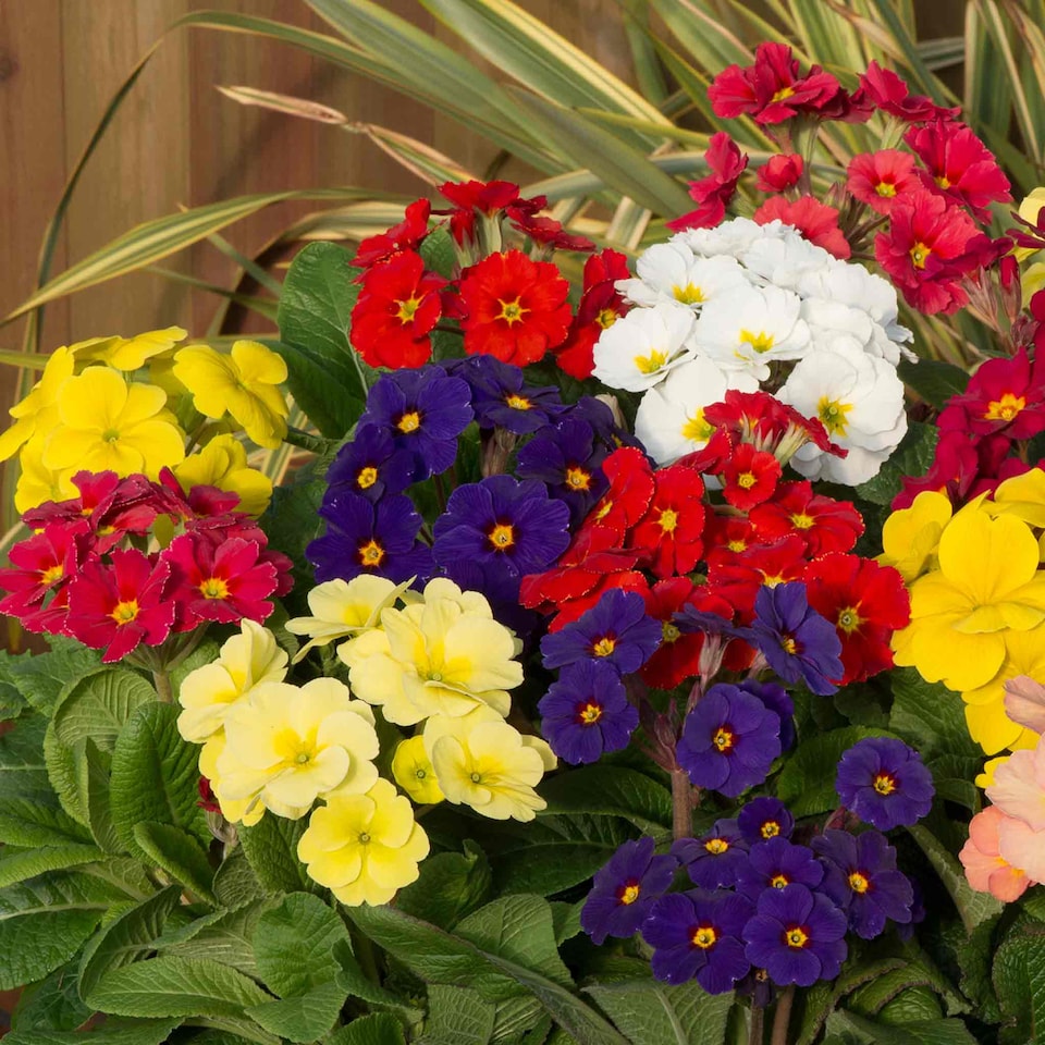image 1 of Marshalls Garden Polyanthus 'Stella Mix' 6 Garden-Ready Plugs